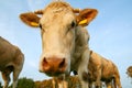 Cow in a pasture looking close up Royalty Free Stock Photo