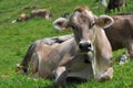 Cow pasture, lucomagno pass #4