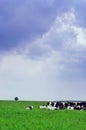 Cow pasture in the meadow