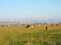 Cow pasture in meadow, Lithuania Royalty Free Stock Photo