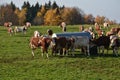 a cow in the pasture near the feeding tank. heifer has Royalty Free Stock Photo