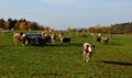 a cow in the pasture near the feeding tank. heifer has Royalty Free Stock Photo