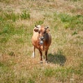 Cow on Pasture