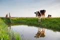 Cow on pasture by river Royalty Free Stock Photo