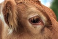 Eye of a Norwegian Cow on pasture in south Norway.