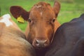 Norwegian Cow on pasture in south Norway.