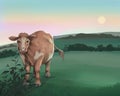 Cow in the pasture during sunset, countryside landscape. Royalty Free Stock Photo