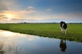 Cow on pasture at sunset reflected in river Royalty Free Stock Photo