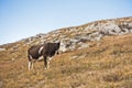 Cow on a pasture at Svrljiske mountains Royalty Free Stock Photo