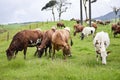 The cow pasture Royalty Free Stock Photo