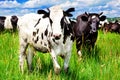 Cow pastured in the meadow Royalty Free Stock Photo
