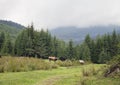 Cow pasturing in Carpathian mountains Royalty Free Stock Photo