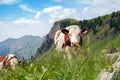 A cow is pasturing on green lush meadow Royalty Free Stock Photo