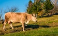 Cow paths pasture on hillside near forest