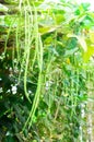 Cow-pea plants in the garden on a sunny day Royalty Free Stock Photo