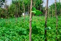 Cow pea plants growing in backyard garden under the sun