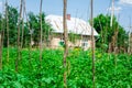 Cow pea plants growing in backyard garden under the sun