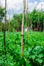 Cow pea plants growing in backyard garden under the sun