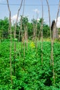 Cow pea plants growing in backyard garden under the sun