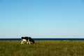 Cow in a peaceful pasture land