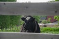 a cow peeks out from behind the fence. a cow walks behind a fence Royalty Free Stock Photo