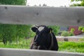a cow peeks out from behind the fence. a cow walks behind a fence Royalty Free Stock Photo