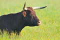 Cow with pesky fly Royalty Free Stock Photo