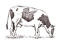 Hand drawn cow pencil illustration Royalty Free Stock Photo