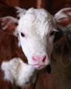 Cow with pink tongue (Calf) Royalty Free Stock Photo