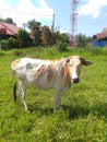 the cow is playing in the field, he is free to take the grass in the wide grass field