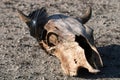 A cow poisoned by plastic garbage