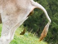 Cow pooing on a field Royalty Free Stock Photo