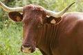 Cow Portrait Royalty Free Stock Photo