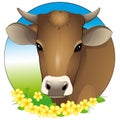 Cow portrait Royalty Free Stock Photo