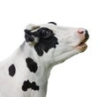 Cow portrait close up isolated on white. Funny cute black and white spotted cow head isolated on white. Farm animals Royalty Free Stock Photo