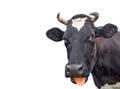 Cow portrait close up isolated on white. Funny cute black and white spotted cow head isolated on white. Farm animals Royalty Free Stock Photo