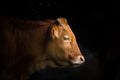 Cow studio portrait Royalty Free Stock Photo