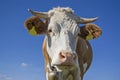 Cow portrait in front of blue sky Royalty Free Stock Photo