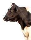 Cow Portrait On Isolated White Background Royalty Free Stock Photo