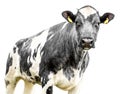 Cow Portrait Isolated on White Background Royalty Free Stock Photo