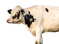 Cow Portrait On Isolated White Background Royalty Free Stock Photo