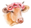 Cow portrait isolated on white background. Floral wreath with red poppies. Head Watercolor. I Royalty Free Stock Photo