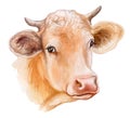 Cow portrait isolated on white background. Head Watercolor Royalty Free Stock Photo