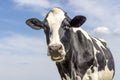 Cow portrait mooing, a cute chewing one, with white blaze and black nose and friendly looking in front of  a blue sky Royalty Free Stock Photo