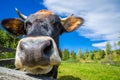 Cow portrait and mountain view. Summer in the mountains Royalty Free Stock Photo