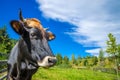 Cow portrait and mountain view. Summer in the mountains Royalty Free Stock Photo