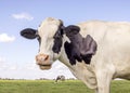 Cow portrait, mouth open eating, the head of a black and white one showing teeth tongue and gums while chewing Royalty Free Stock Photo