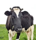 Cow portrait in a pasture. Cow on the background of green field. Beautiful funny cow on cow farm grazing on the field Royalty Free Stock Photo