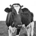 Cow portrait in a pasture. Cow on the background of green field. Beautiful funny cow on cow farm grazing on the field Royalty Free Stock Photo