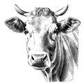 Cow portrait sketch hand drawn Farming and cattle breeding Royalty Free Stock Photo